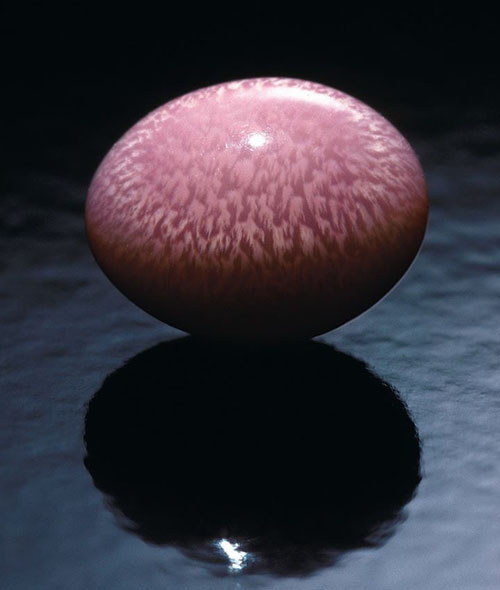海螺珍珠Conch pearls