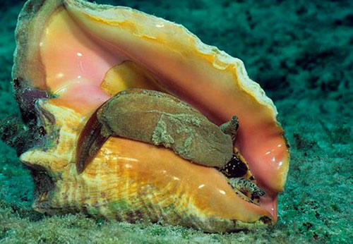 女王凤凰螺The Queen conch(简称大凤螺)